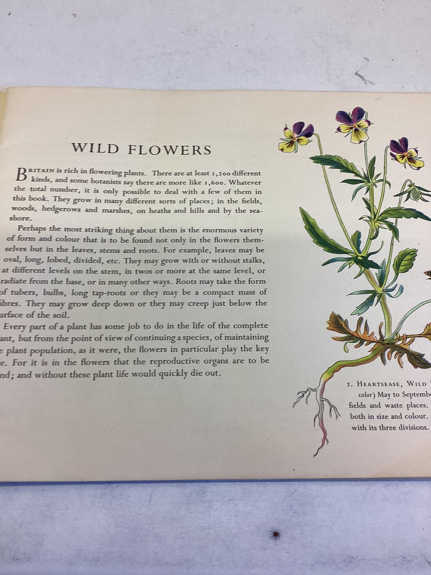 Wild Flowers By Paxton Chadwick Puffin Picture Book 81