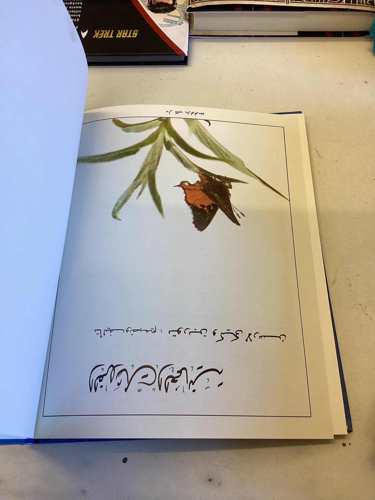 Butterflies of Oman Torben and Kiki Larsen