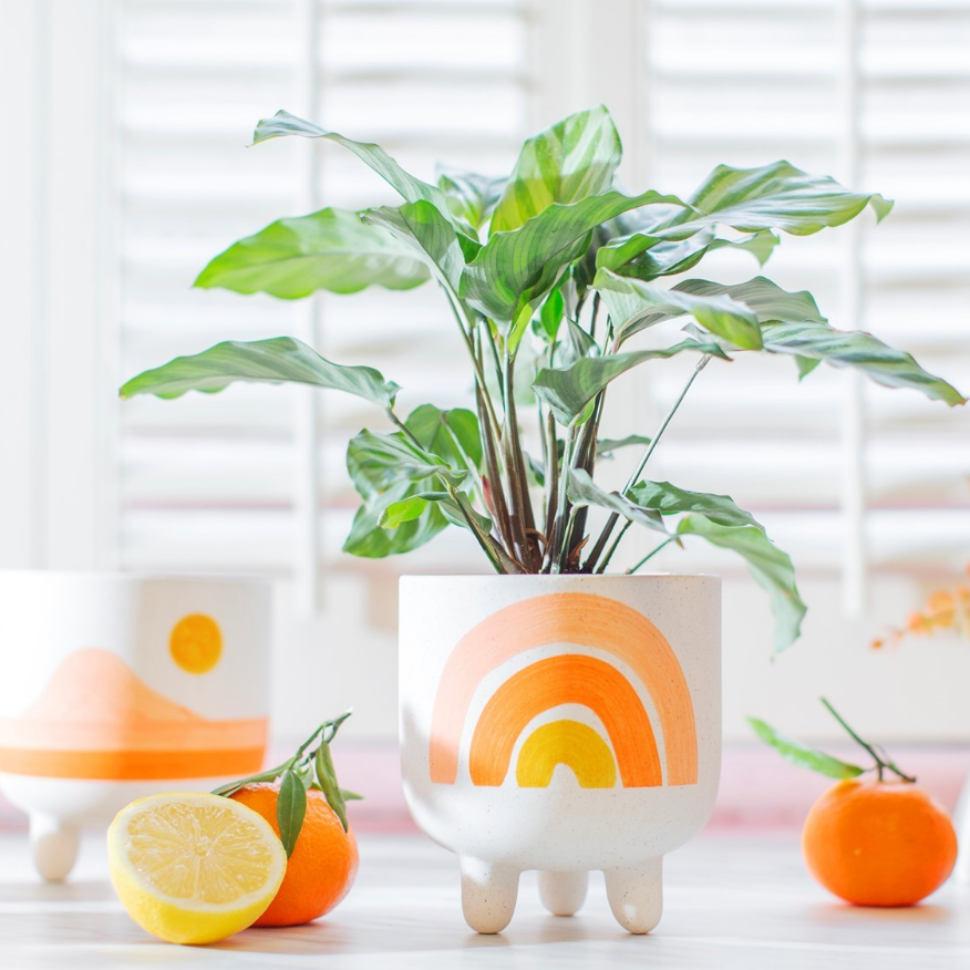 rainbow planter on a sunny windowsill with a pretty  plant inside surrounded by fresh citrus fruit