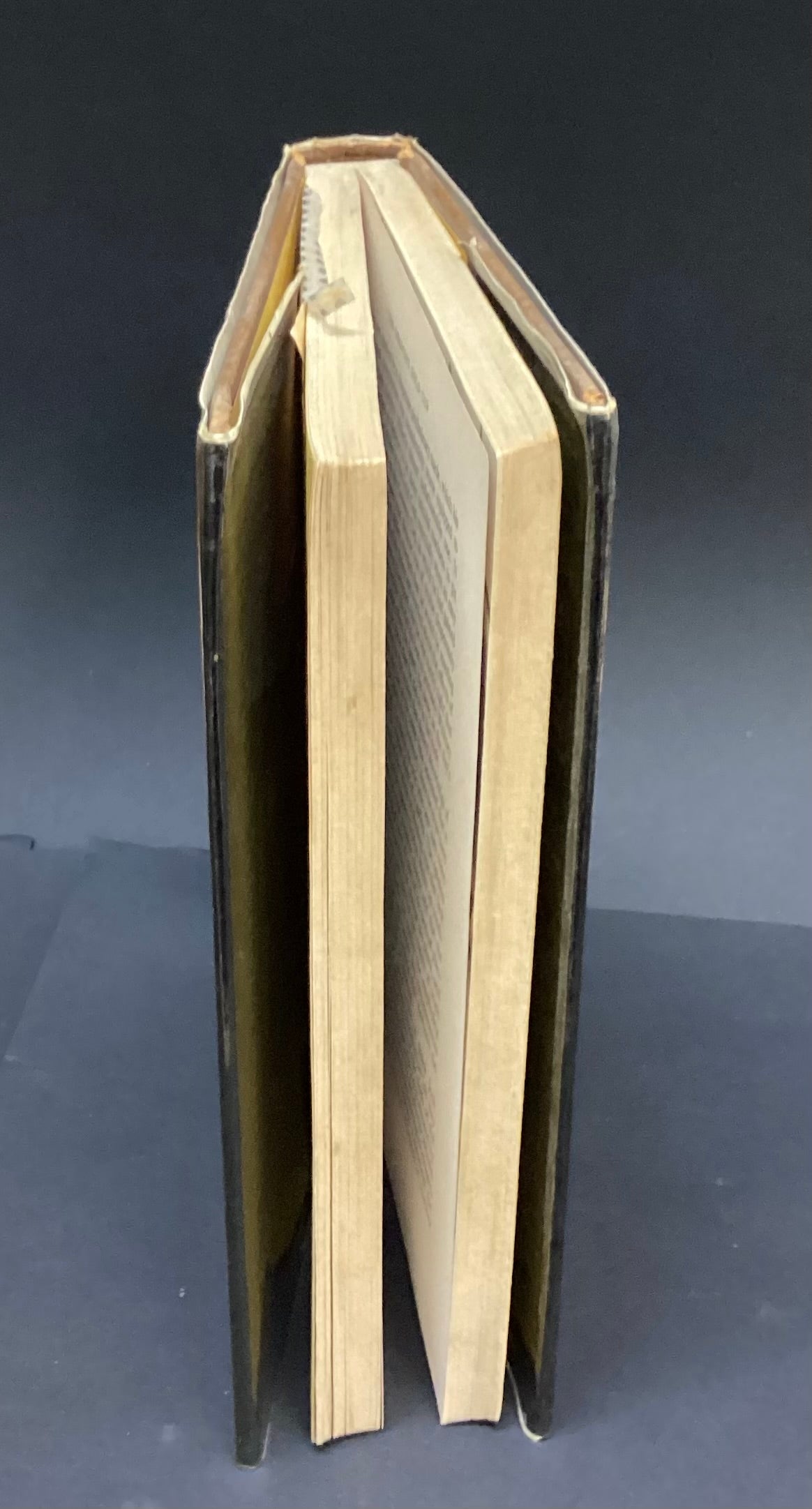 Golden Miller by Gregory Blaxland