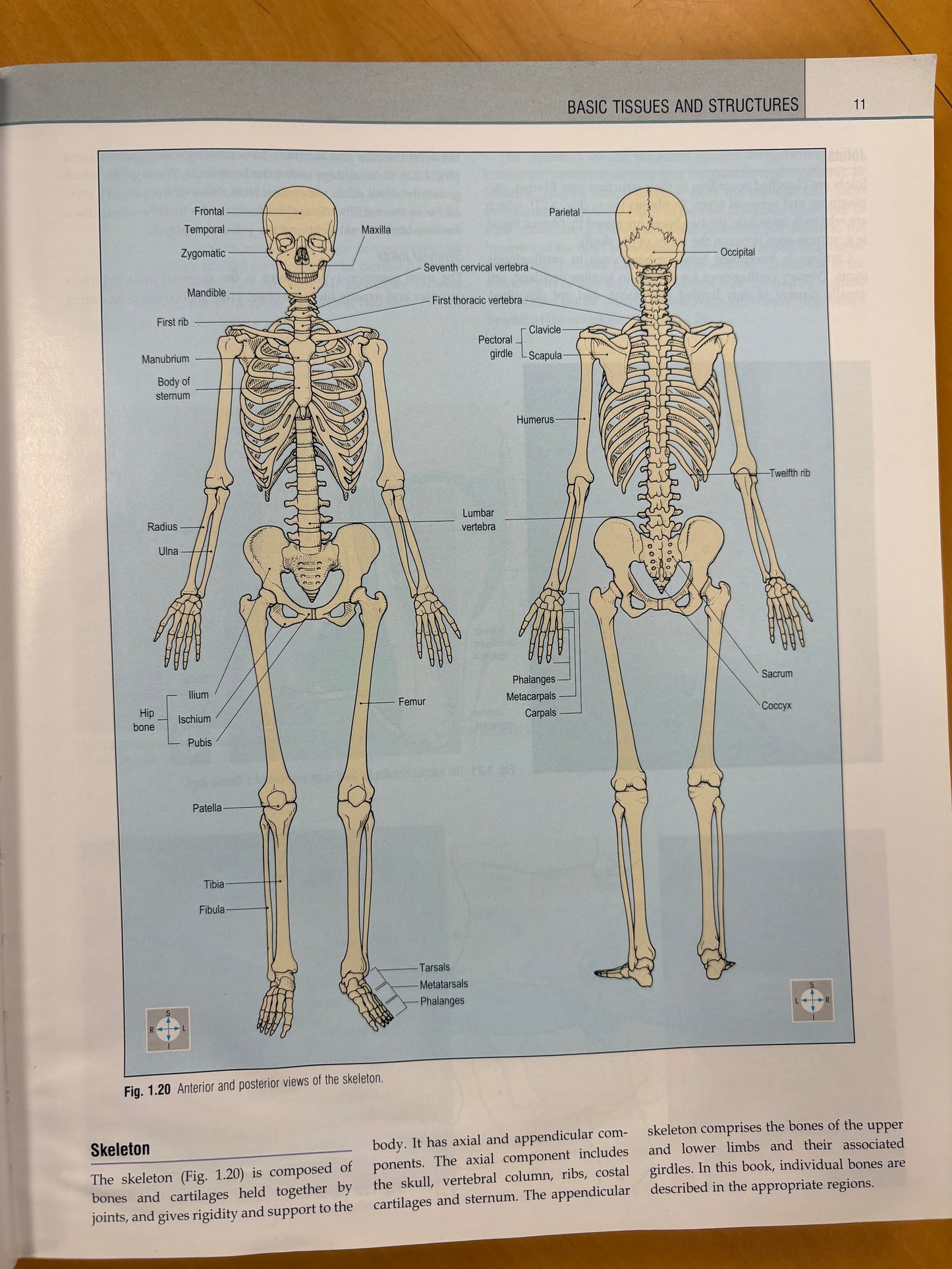 Human Anatomy: Color Atlas and Textbook, Sixth Edition by Elsevier