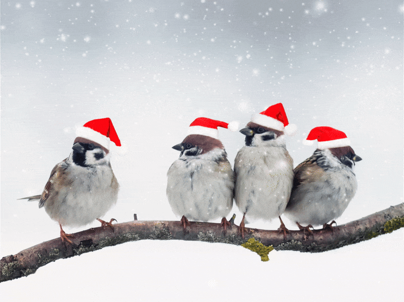 Animated image. A photo of four sparrows on a branch wearing santa hats. There is animated snow falling and animated text which reads 'We wish you a Merry Christmas.'