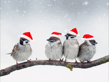 Animated image. A photo of four sparrows on a branch wearing santa hats. There is animated snow falling and animated text which reads ' We wish you a Merry Christmas.'