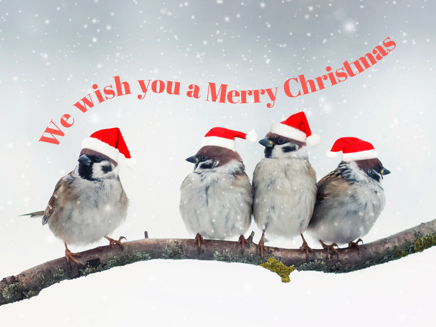 Still image. A photo of four sparrows on a branch wearing santa hats. There is snow falling and text which reads ' We wish you a Merry Christmas.'