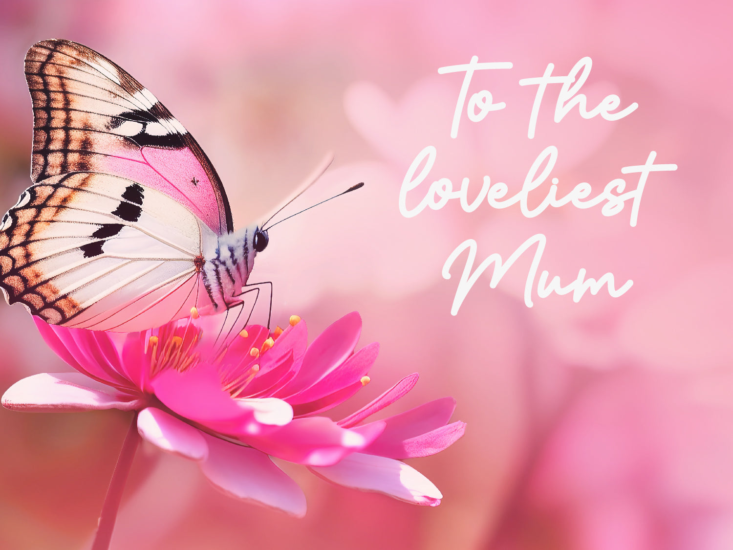 A photograph of a white and black butterfly on a pink flowers against a pink backdrop. There is white script text which reads 'To the loveliest Mum.'