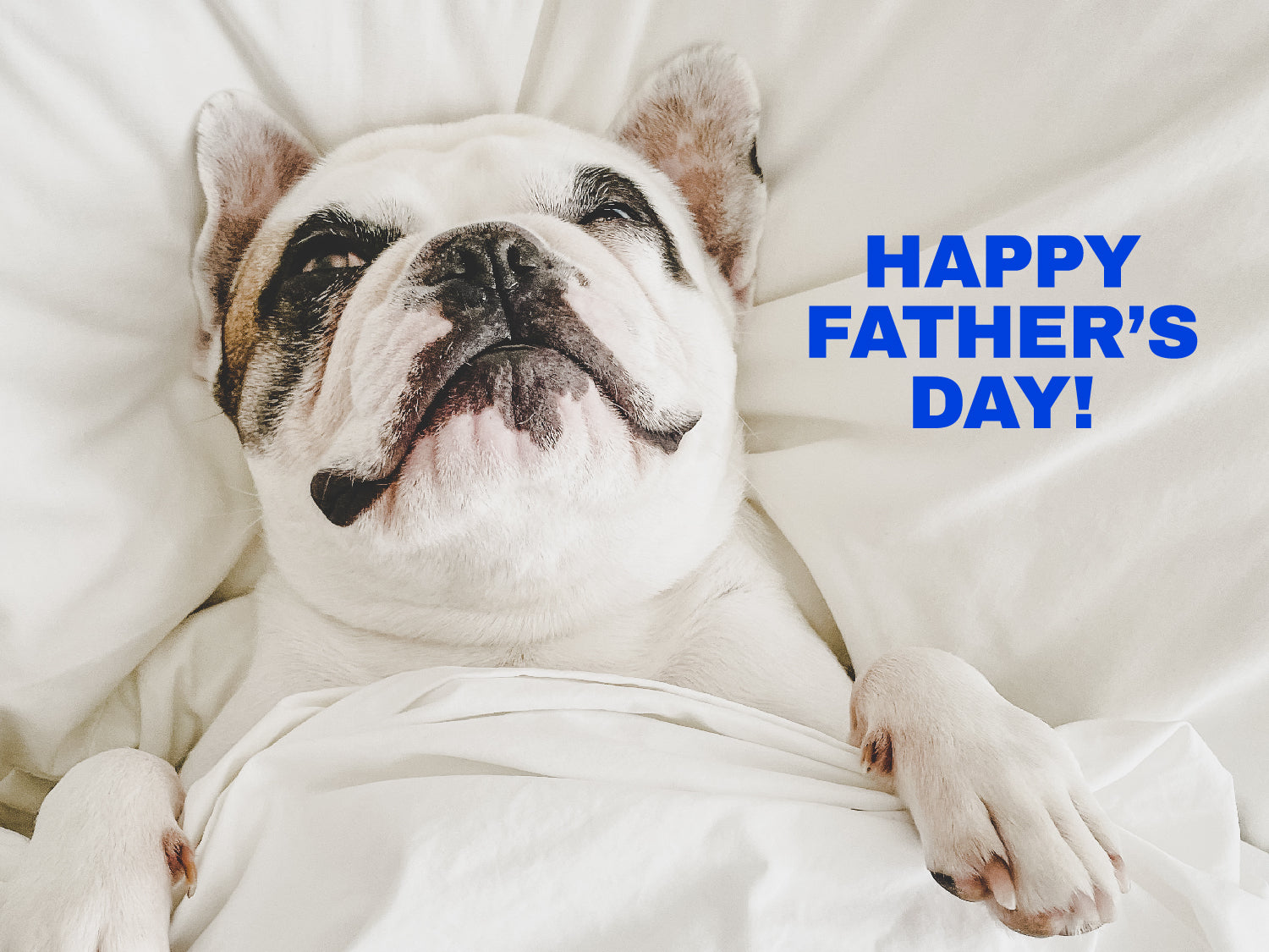 A photograph of a white bulldog with  brown and white markings lying in bed with it's paw poking out of the covers. The text reads 'Happy Father's Day!'