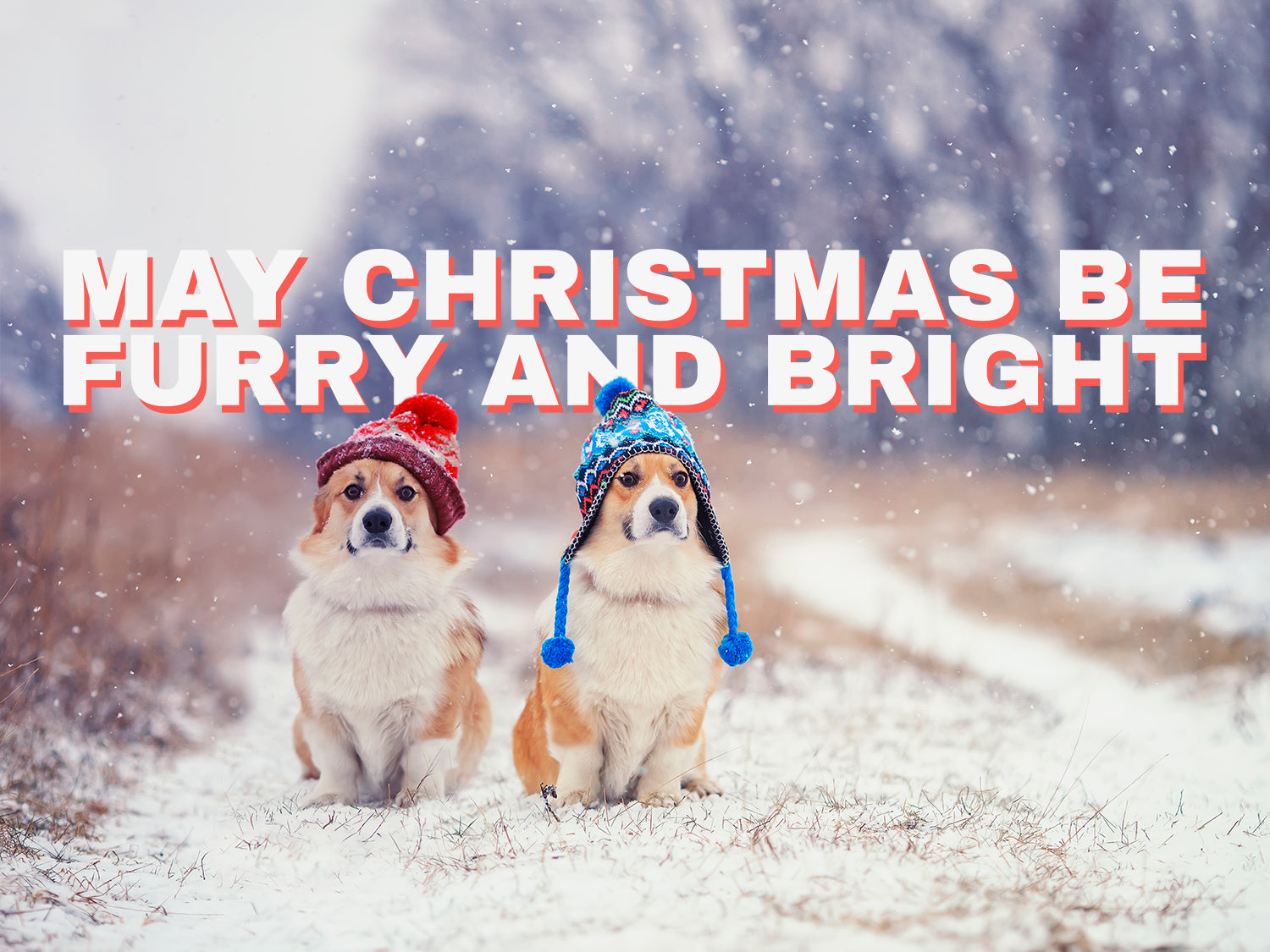 A photograph of two corgis in the snow. One is wearing a red bobble at and one is wearing a blue bobble hat. There in white bold text which reads 'May Christmas be furry and bright.'