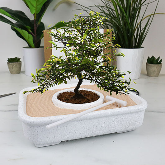 A grown bonsai tree sitting on a white floor with plants behind it.