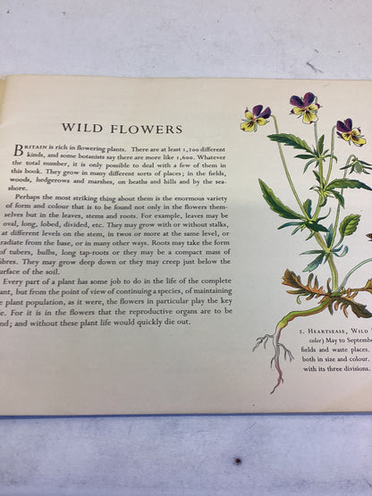 Wild Flowers By Paxton Chadwick Puffin Picture Book 81