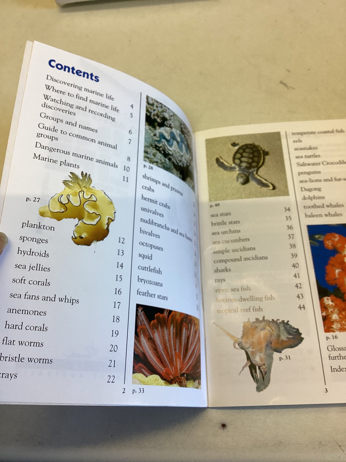 First Field Guide To Australian Marine Life Steve Parish Discover and Learn