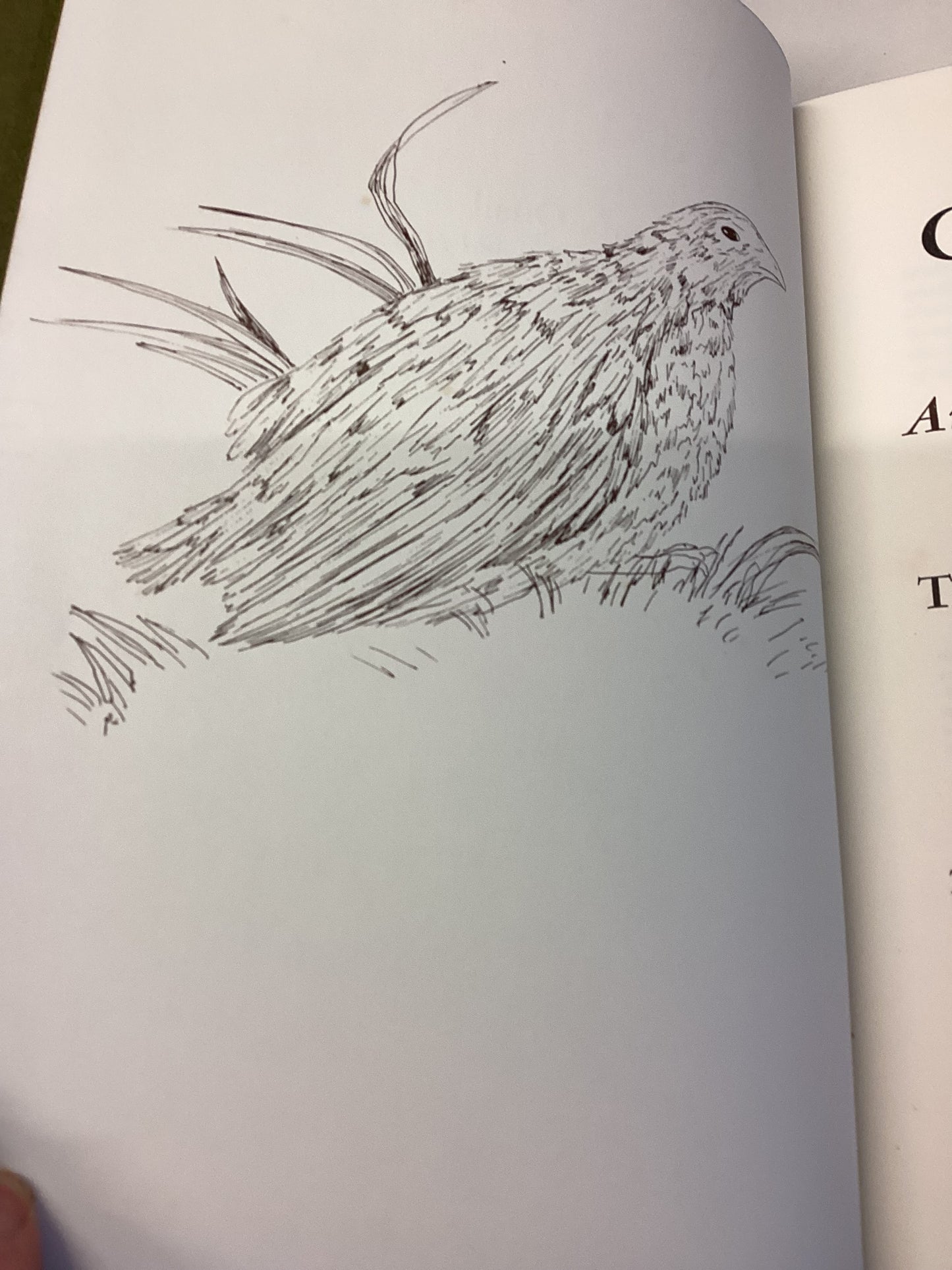 The Coturnix Quail Anatomy and History Theodore C Fitzgerald