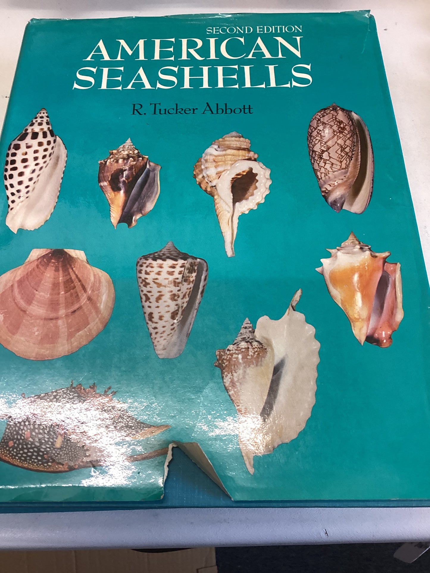 American Seashells Second Edition  R Tucker Abbott