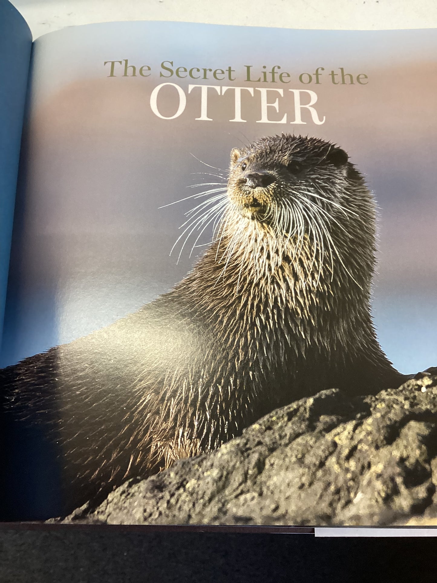 The Secret Life of the Otter Andy Howard