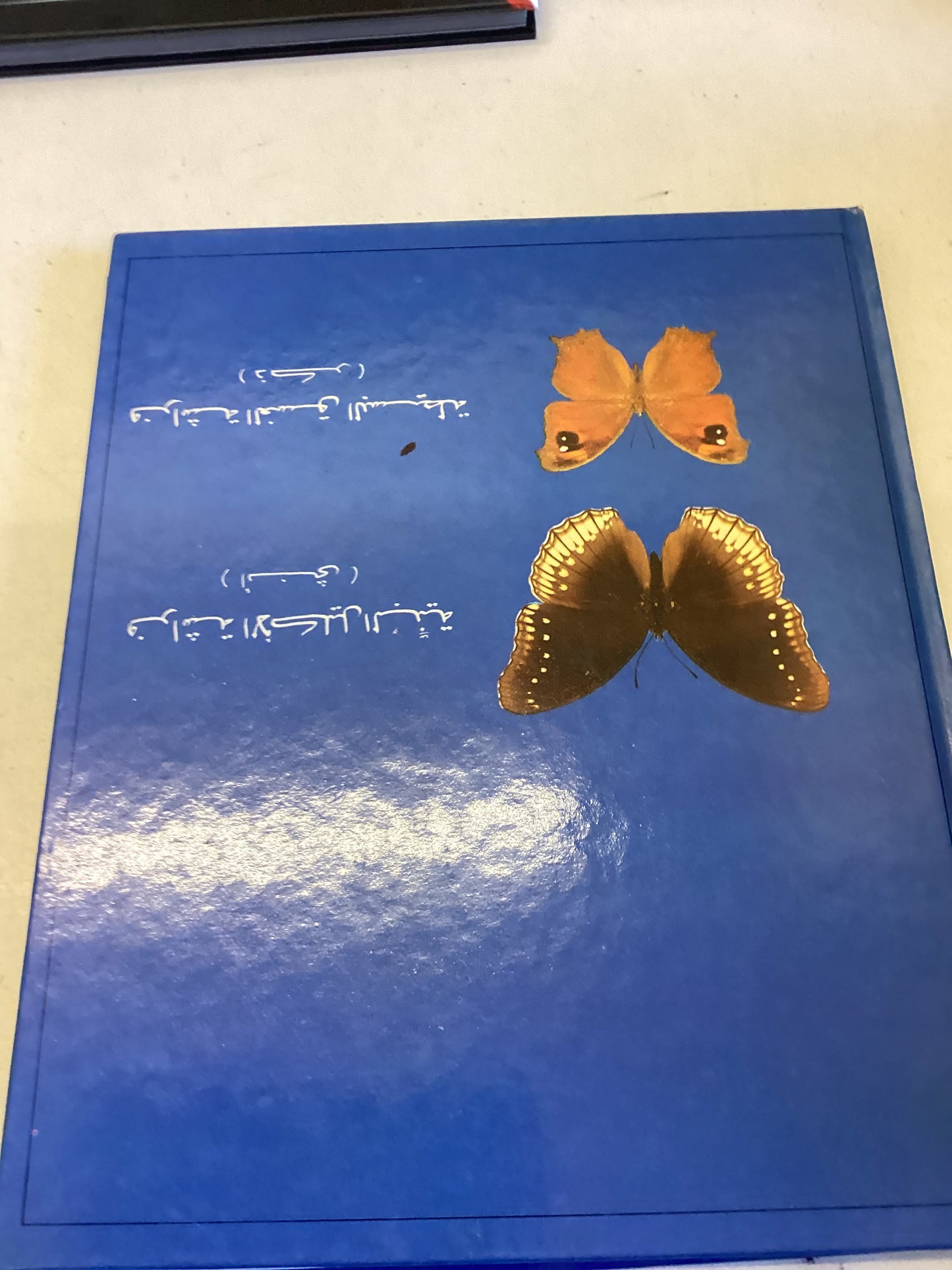 Butterflies of Oman Torben and Kiki Larsen