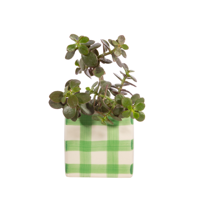 Gingham Checked Green Square Planter
