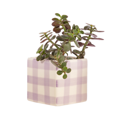 Lilac Gingham planter with a small succulent inside