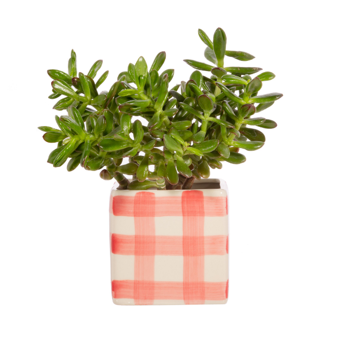 Gingham Checked Pink Square Planter