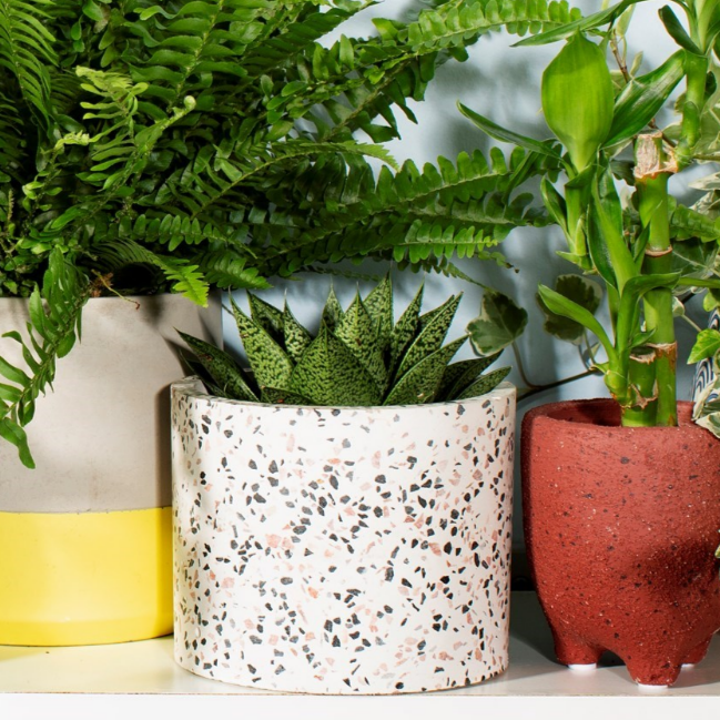 Terrazzo planter alongside other planters with a selection of house plants inside them on a shelf.