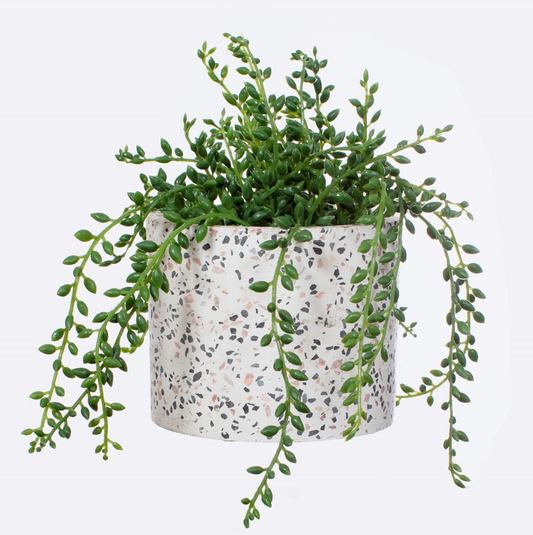 Terrazzo planter with a climbing plant inside taken against a white background